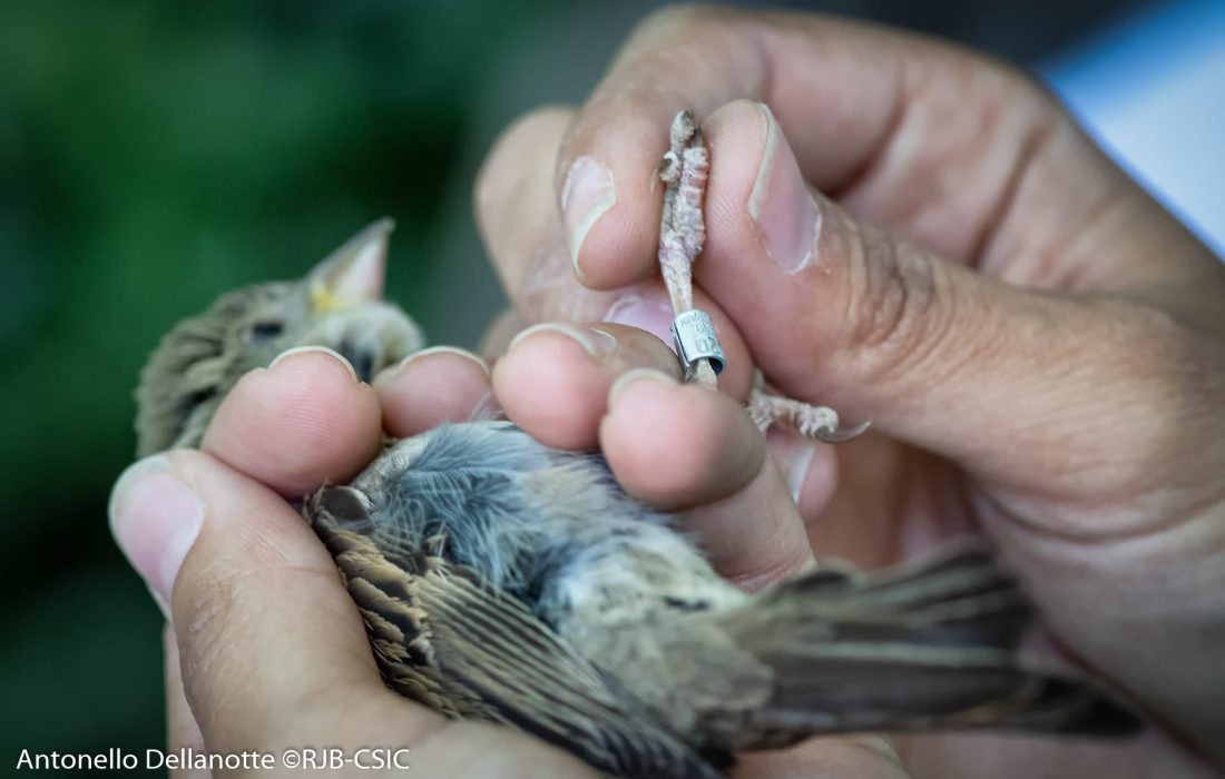Tursoria anillamiento Yanguas